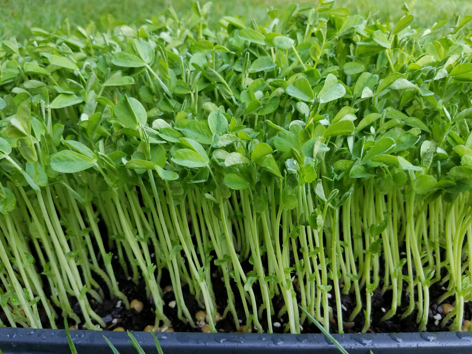 speckled-peas-microgreens-1-ounce